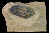 Ordovician Trilobite (Sokhretia?) - Erfoud, Morocco #171229-1